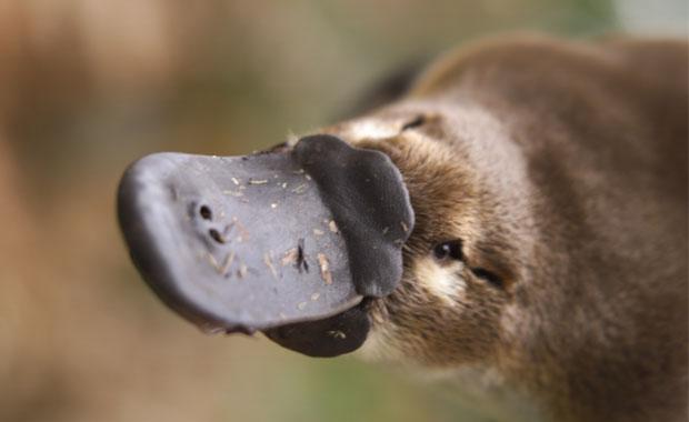 Looking for a…platypus?