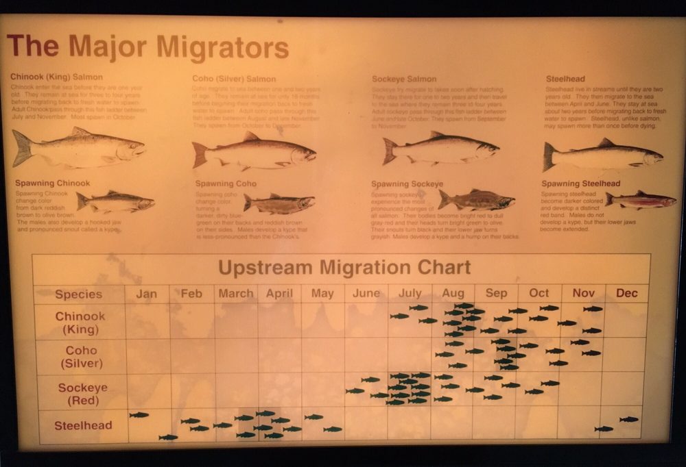 Salmon Migrations